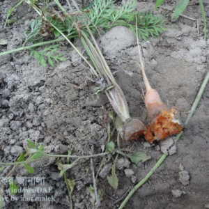 গাজরের নরম পচা রোগ