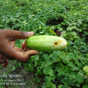 শসার ফলছিদ্রকারি পোকা