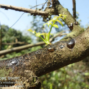 আমড়ার আঠা ঝরা রোগ