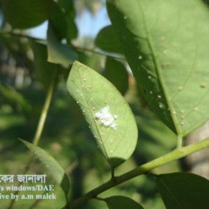 অরবরই মিলিবাগ