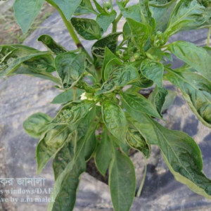 মিষ্টি  মরিচের থ্রিপস পোকা